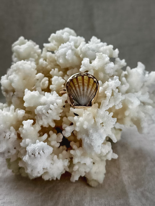 Sunrise Shell Ring