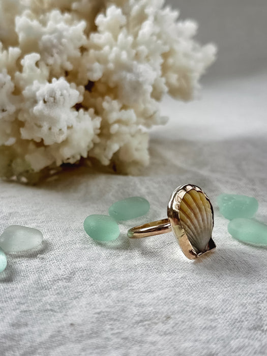 Sunrise Shell Ring