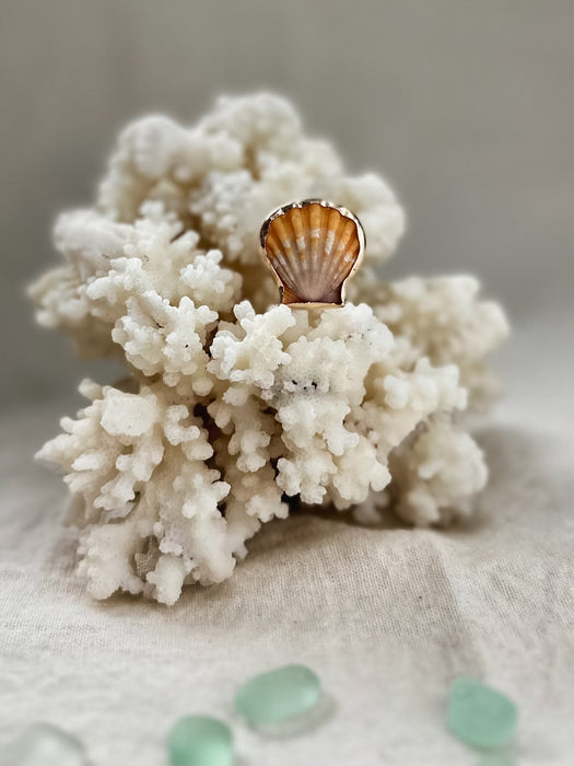 Sunrise Shell Ring