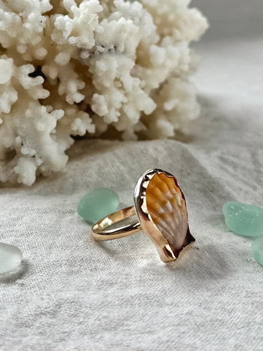 Sunrise Shell Ring